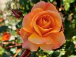 Orange Rose