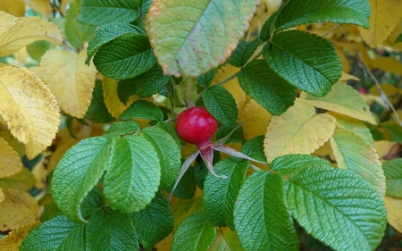 Rosehip - autumn, Latvia, fruit, wild rose, rosehip