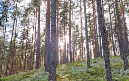 Pine Forest - moss, Latvia, pines, forest