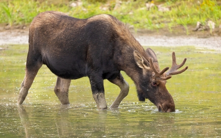 Drinking Moose - animal, water, moose, Canada