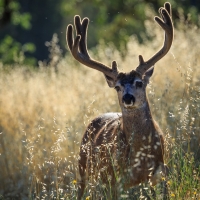 Black Tailed Deer