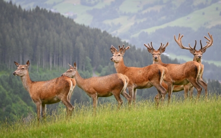 Deer - hills, grass, deer, animals