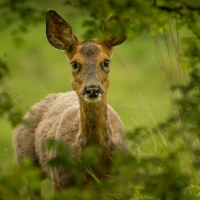 Deer