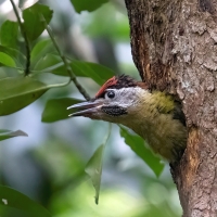 Lace Woodpecker