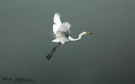 Eastern Great Egret