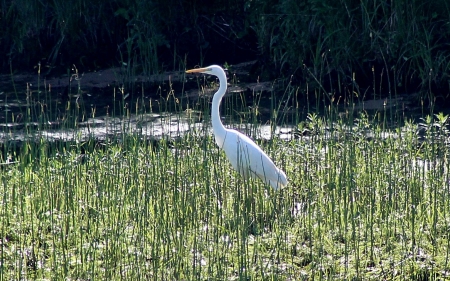 Egret - bird, Latvia, egret, grass