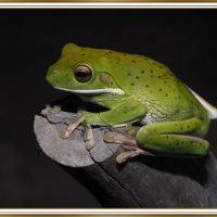 FROG ON A LOG