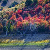 Fall colors on full display in Cache Valley, Utah