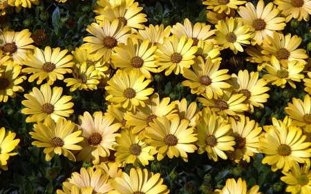 Daisies - plants, dasies, flowers, nature