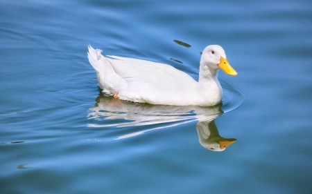 American Pekin Duck - bird, duck, reflection, water