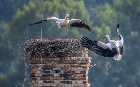 Storks on Nest - chimney, nest, bricks, flight, storks