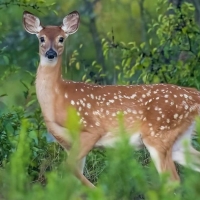 Deer