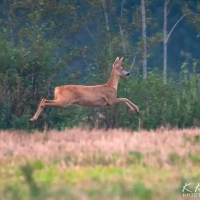 Running Deer