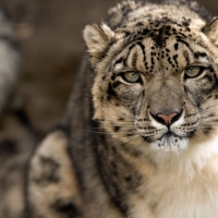 Snow leopard