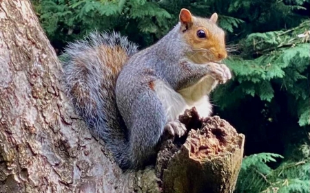 Squirrel - animal, latvia, sqirrel, tree