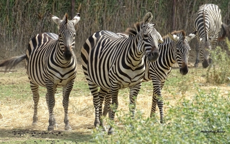 Zebras - stripes, animals, four, zebras