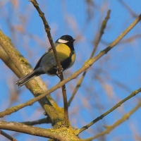 Great Tit