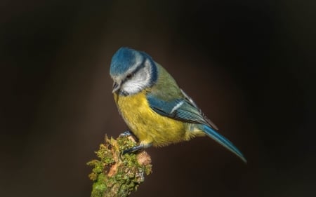 Blue Tit - bird, blue, moss, macro, tit