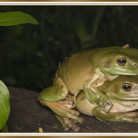 MATING FROGS