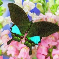 Peacock Swallowtail Butterfly