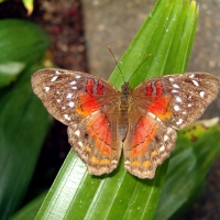 Scarlet Peacock Butterfly