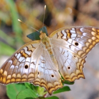 White Peacock Butterfly