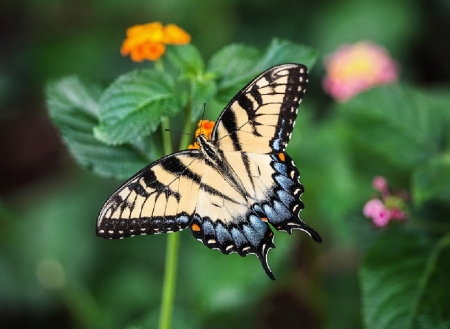 Butterfly - Entomology, Insects, Animals, Butterfly, Zoology, Lepidoptera