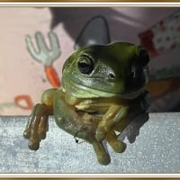 GARDENING FROG