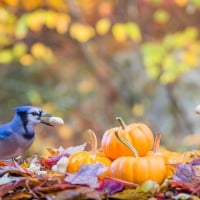 Blue jays