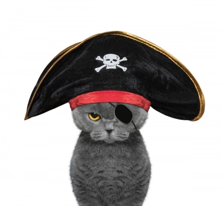 :D - halloween, white, pisici, pirate, costume, funny, cat, hat
