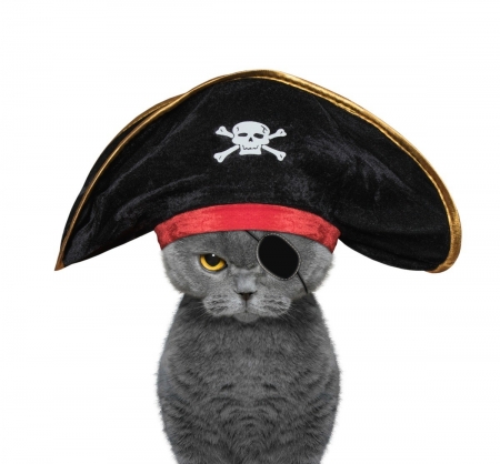 :D - hat, white, costume, funny, pirate, pisici, halloween, cat