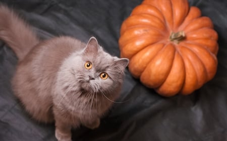 :) - view from the top, brown, halloween, pisici, orange, pumpkin, cat