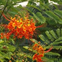 Peacock Flowers