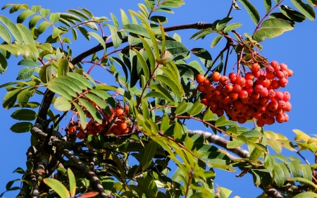 Rowan - berries, sky, tree, rowan, leaves