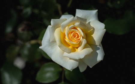 Rose - flower, macro, plant, rose
