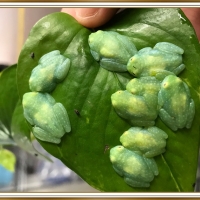 CUTE GLASS FROGS