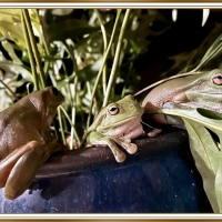 FROGGIES ON A POT