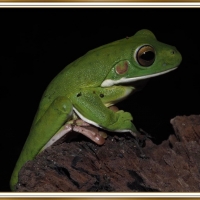 FROG ON A LOG