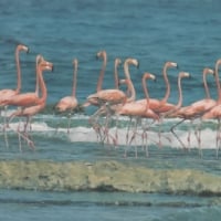 Flamingos