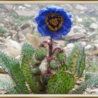 UNUSUAL POPPY FLOWER