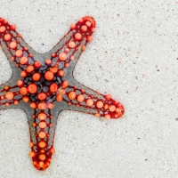 Sea Star