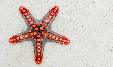 Sea Star