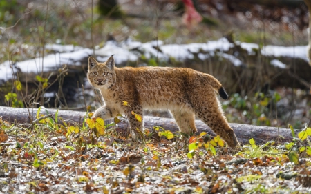 Lynx - animal, lynx, nature, cat