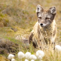 Fox Cub