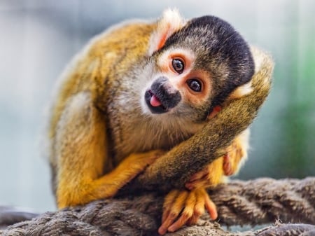 Monkey Squirrel - primate, animal, monkey, nature