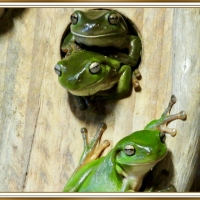 THREE FROGS