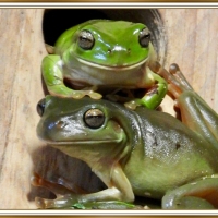 TWO FROGS