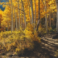 Through the trees, Empire Pass, Utah