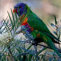 Rainbow Lorikeet Parot