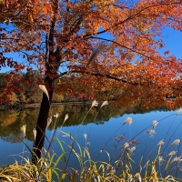 Autumn in Georgia